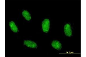 Immunofluorescence of purified MaxPab antibody to MAFG on Daoy cell. (Mafg antibody  (AA 1-162))