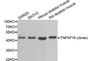 Western blot analysis of extracts of various cell lines, using TNFSF18 antibody. (TNFSF18 antibody)