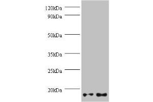 Western blot All lanes: GEMIN7 antibody at 2 μg/mL Lane 1: Hela whole cell lysate Lane 2: 293T whole cell lysate Secondary Goat polyclonal to rabbit IgG at 1/10000 dilution Predicted band size: 15 kDa Observed band size: 15 kDa (GEMIN7 antibody  (AA 1-131))