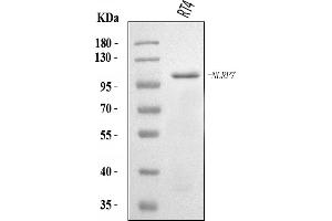 Western blot analysis of NLRP7 using anti-NLRP7 antibody (ABIN7599027).