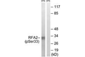 Western blot analysis of extracts from NIH-3T3 cells treated with Adriamycin 0. (RPA2 antibody  (pSer33))