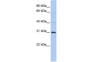 WB Suggested Anti-C1orf184 Antibody Titration:  0. (METTL11B antibody  (C-Term))