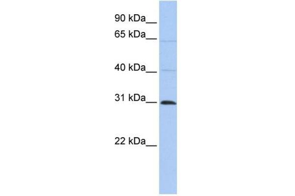 METTL11B 抗体  (C-Term)