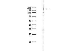 Western blot analysis of lysates from RAW264.