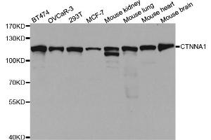 Western blot analysis of extracts of various cell lines, using CTNNA1 antibody. (CTNNA1 antibody)