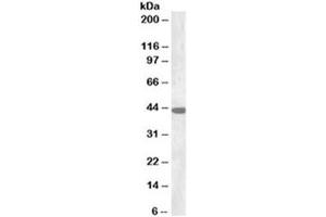 Western blot testing of rat brain lysate with Connexin 43 antibody at 0. (Connexin 43/GJA1 antibody)