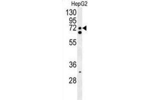 Western Blotting (WB) image for anti-CLK4-Associating Serine/arginine Rich Protein (CLASRP) antibody (ABIN3002315) (SFRS16 antibody)