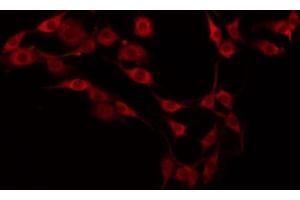 ABIN6274513 staining HepG2 by IF/ICC. (AZI2 antibody  (N-Term))