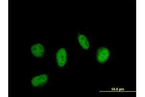 Immunofluorescence (IF) image for anti-Lipopolysaccharide-Induced Tumor Necrosis Factor-alpha Factor (LITAF) (AA 1-161) antibody (ABIN523000)