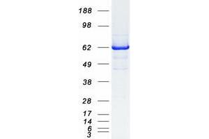 Validation with Western Blot (Rhotekin Protein (RTKN) (Transcript Variant 2) (Myc-DYKDDDDK Tag))