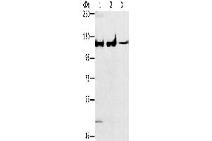 Western Blotting (WB) image for anti-Mitogen-Activated Protein Kinase 7 (MAPK7) antibody (ABIN2428092) (MAPK7 antibody)