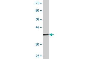 Western Blot detection against Immunogen (37. (CD3EAP antibody  (AA 2-110))