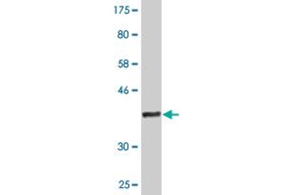 CD3EAP antibody  (AA 2-110)