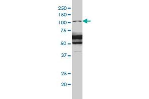 RASA1 anticorps  (AA 948-1047)