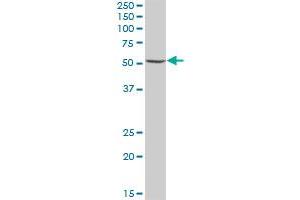 UGDH MaxPab polyclonal antibody. (UGDH antibody  (AA 1-494))
