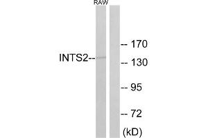 Western blot analysis of extracts from RAW264. (INTS2 antibody  (Internal Region))