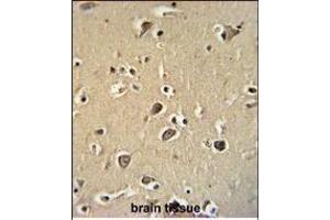PCDHGC3 Antibody (Center) (ABIN654100 and ABIN2843984) immunohistochemistry analysis in formalin fixed and paraffin embedded human brain tissue followed by peroxidase conjugation of the secondary antibody and DAB staining. (Protocadherin gamma Subfamily C, 3 (PCDHGC3) (AA 511-539) antibody)