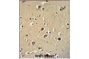 PCDHGC3 Antibody (Center) (ABIN654100 and ABIN2843984) immunohistochemistry analysis in formalin fixed and paraffin embedded human brain tissue followed by peroxidase conjugation of the secondary antibody and DAB staining.