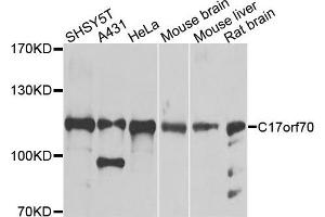 Western blot analysis of extracts of various cells, using C17orf70 antibody. (C17orf70 antibody)