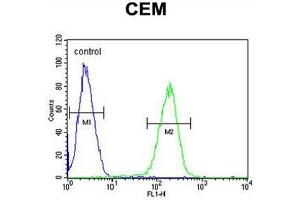 C10orf78 Antibody (N-term) flow cytometric analysis of CEM cells (right histogram) compared to a negative control cell (left histogram). (SFR1 antibody  (N-Term))