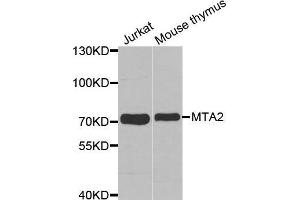 Western blot analysis of extracts of various cell lines, using MTA2 antibody. (MTA2 antibody  (AA 60-180))