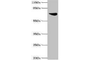 WB analysis of K562 whole cell lysates, using ASH2L antibody. (ASH2L antibody  (AA 1-534))