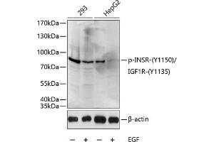 Western blot analysis of extracts of 293 and HepG2 cells, using Phospho-INSR-Y1150/IGF1R-Y1135 antibody (ABIN3023558, ABIN3023559, ABIN3023560 and ABIN6225407) at 1:1000 dilution. (IGF1R antibody  (pTyr1135))