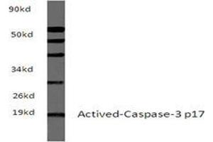 Western blot analyzes of Actived-Caspase-3 p17 Antibody in extracts from sp20 cells at 1/500 dilution. (Caspase 3 antibody)
