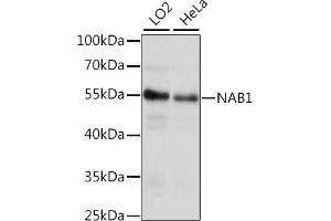 Western blot analysis of extracts of various cell lines, using N antibody (ABIN7268904) at 1:1000 dilution. (NAB1 antibody  (AA 278-487))