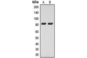Western blot analysis of HSL (pS552) expression in HeLa (A), HEK293T (B) whole cell lysates. (LIPE antibody  (pSer552))