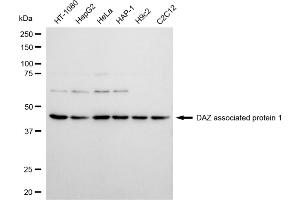 Western blotting analysis using DAZ associated protein 1 antibody (ABIN7798275).