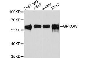 Western blot analysis of extracts of various cell lines, using GPKOW antibody. (GPKOW antibody)