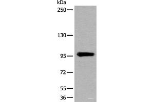 Western blot analysis of Human heart tissue lysate using UNC45B Polyclonal Antibody at dilution of 1:600 (UNC45B antibody)