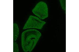 gp250 immunochemical staining of 0-12 hour embryos.