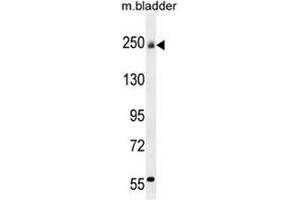 COL5A1 Antibody (N-term) western blot analysis in mouse bladder tissue lysates (35µg/lane).