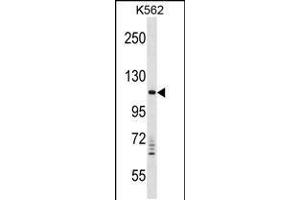 Western blot analysis in K562 cell line lysates (35ug/lane). (VPS11 antibody  (C-Term))