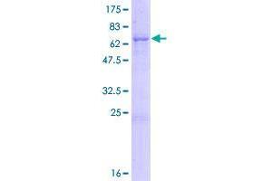 CELF5 Protein (AA 1-402) (GST tag)