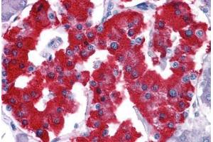 Human Pancreas: Formalin-Fixed, Paraffin-Embedded (FFPE) (VTCN1 antibody)