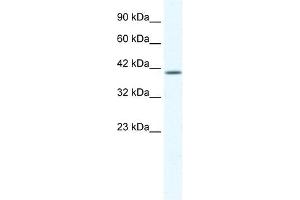 KCNK13 antibody used at 1.