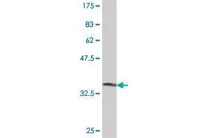 Western Blot detection against Immunogen (36. (Ephrin A5 antibody  (AA 114-203))