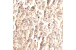 Immunohistochemical analysis of ANGPT2 in mouse liver tissue with ANGPT2 polyclonal antibody  at 2. (Angiopoietin 2 antibody  (C-Term))