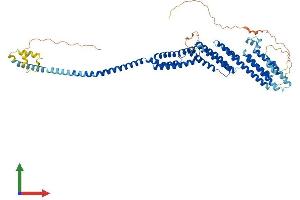 AlphaFold protein structure predicition of Human Recombinant COG8 Protein, UniprotID Q96MW5