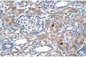 Immunohistochemical staining (Formalin-fixed paraffin-embedded sections) of human kidney with IFI44L polyclonal antibody  at 4-8 ug/mL working concentration. (IFI44L antibody  (N-Term))