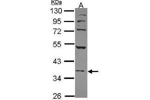 WB Image Sample (30 ug of whole cell lysate) A: 293T 10% SDS PAGE antibody diluted at 1:1000 (NFE2 antibody  (Center))
