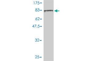Western Blot detection against Immunogen (116. (FES antibody  (AA 1-822))
