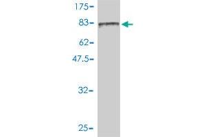 Western Blot detection against Immunogen (116. (FES antibody  (AA 1-822))