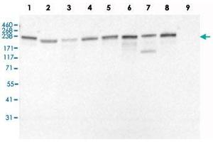 Western Blot analysis of recombinant protein Lane 1: Laminin-111, Lane 2: Laminin-121, Lane 3: Laminin-211, Lane 4: Laminin-221, Lane 5: Laminin-411, Lane 6: Laminin-421, Lane 7: Laminin-511, Lane 8: Laminin-521 and Lane 9: Laminin-332 with LAMC1 monoclonal antibody, clone CL3195 .