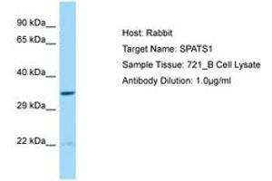 Image no. 1 for anti-Spermatogenesis Associated, Serine-Rich 1 (SPATS1) (AA 21-70) antibody (ABIN6750229)