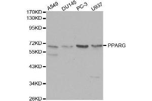 Western blot analysis of extracts of various cell lines, using PPARG antibody. (PPARG antibody  (AA 50-150))