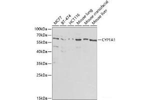 Western blot analysis of extracts of various cell lines using CYP1A1 Polyclonal Antibody at dilution of 1:1000. (CYP1A1 antibody)